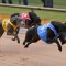 Outsider creates Healesville Cup Mayhem