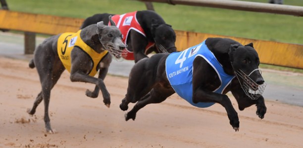 Outsider creates Healesville Cup Mayhem