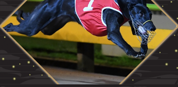 Back-to-back Fanta Bale re-writes history books at Victorian Greyhound Awards