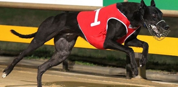 Ballarat Cup: Bubbs no baby from the cherry