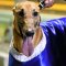 Orson makes Horsham his own with electrifying Cup win