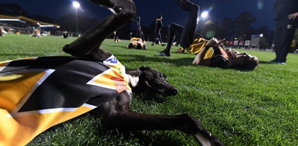 Longwood Cup: New buzz around coursing