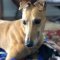 Adopter’s track visit a delightful surprise