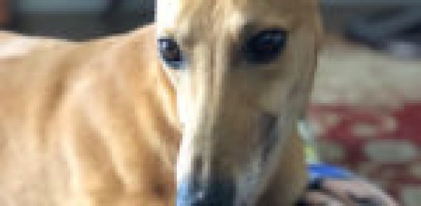 Adopter’s track visit a delightful surprise