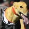 Crimson Vixen ‘Bold’ In Bendigo Cup