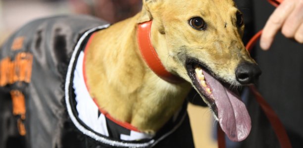 Crimson Vixen ‘Bold’ In Bendigo Cup