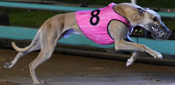 Sennachie’s sensational Maturity success