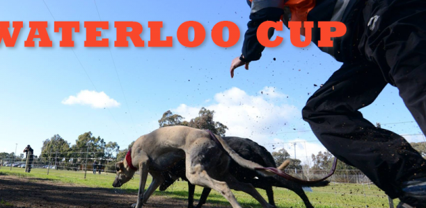 Waterloo Cup this weekend!