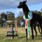 Bintang blitzes in Waterloo Cup