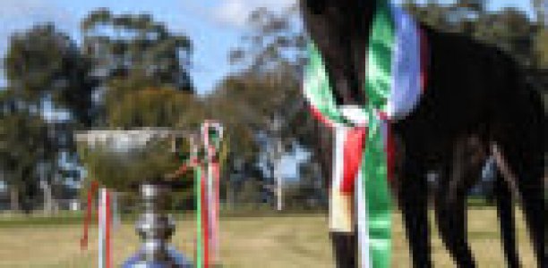 Bintang blitzes in Waterloo Cup