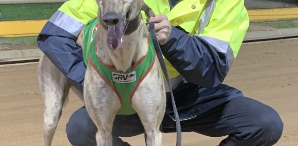 In-form trainer faces dilemma