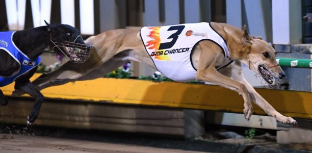 Stud career beckons for Dyna Chancer