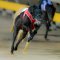 Western Envoy’s Ballarat Cup revenge