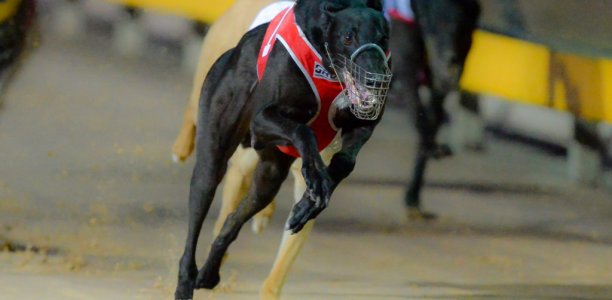 Western Envoy’s Ballarat Cup revenge