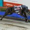 Lanigan’s Eagle lands Sale Cup
