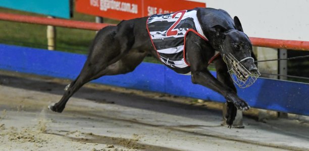 Lanigan’s Eagle lands Sale Cup