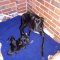 Gotham Queen’s remarkable coursing reign