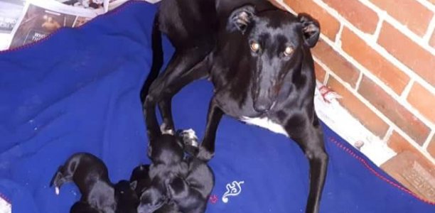Gotham Queen’s remarkable coursing reign