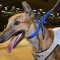 Sandown Park Friday: Burning questions
