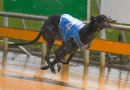 Dailly chases fourth Warrnambool Cup