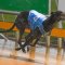 Dailly chases fourth Warrnambool Cup