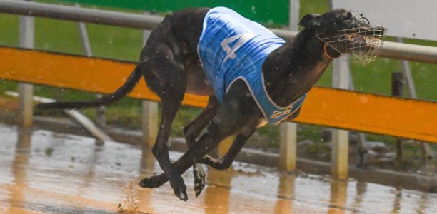 Dailly chases fourth Warrnambool Cup