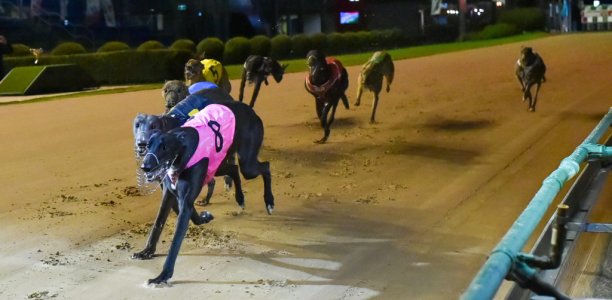 Front-running tactic beats Sandown Cup field