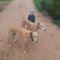 ‘Ace’ in the pack