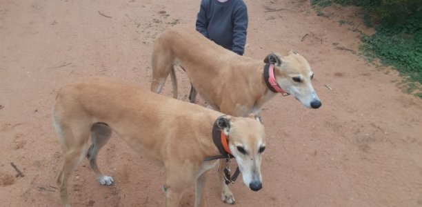 ‘Ace’ in the pack