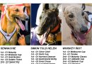 Who will win Victorian Greyhound of the Year?