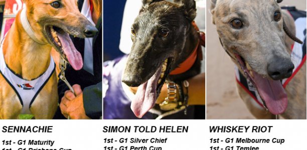 Who will win Victorian Greyhound of the Year?