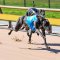 Lou’s Healesville Cup
