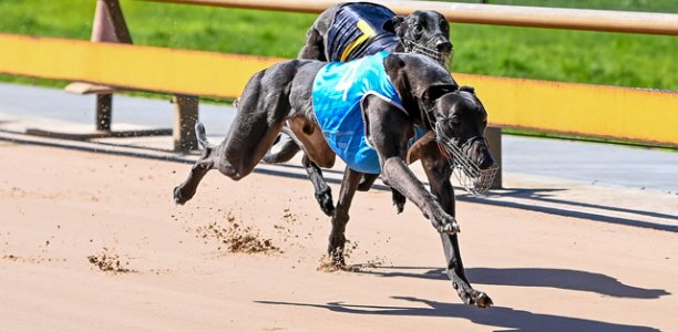Lou’s Healesville Cup