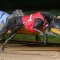 Shima to shine in Geelong Cup