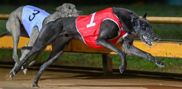 Shima to shine in Geelong Cup