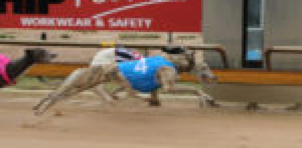 ‘He paid for my heart surgery’: A beautiful bond between greyhound and trainer