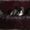 Prominent thoroughbred couple’s greyhound fixation