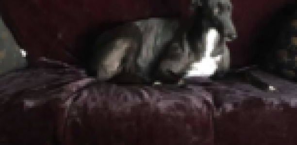Prominent thoroughbred couple’s greyhound fixation