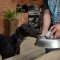 Greyhounds and holidays