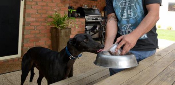 Greyhounds and holidays