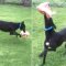Young gun Duncan just loves to play