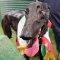 2020 National Coursing Awards