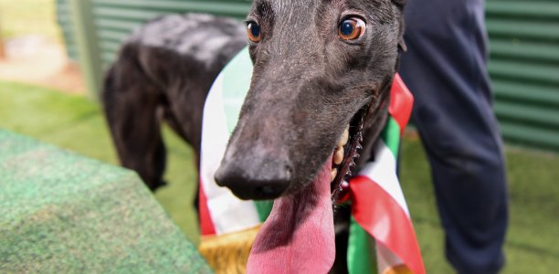 2020 National Coursing Awards
