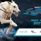 Greyhound clubs unite to launch exciting ‘Western Festival of Racing’