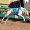Ryan Papenhuyzen – Storm champion & greyhound lover