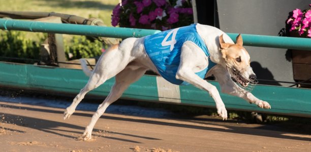 Ryan Papenhuyzen – Storm champion & greyhound lover