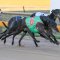 Bulleteer’s shot at Ballarat glory