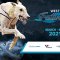 Geelong Gold Cup heats Friday night