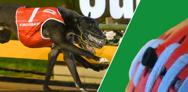 Geelong Gold Cup Heats Preview