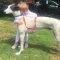 From backyard pet to straight track star